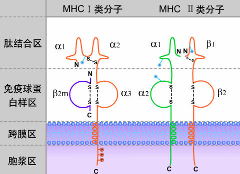 爱游戏-hlab27阳性一定是强直性脊柱炎吗